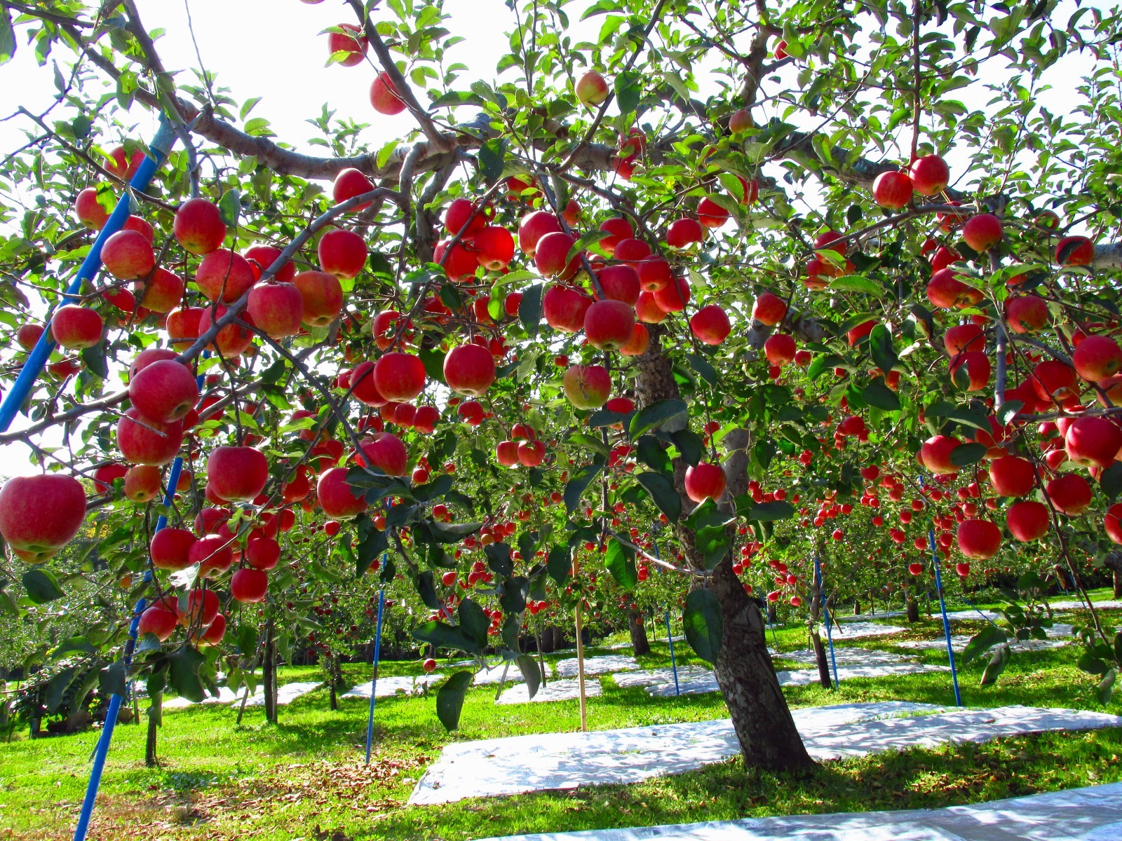 apple-a