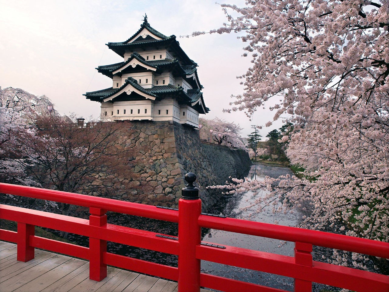 桜と赤い橋の向こうの弘前城